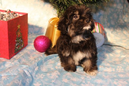 havanese-puppies